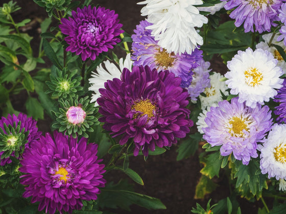 Aster