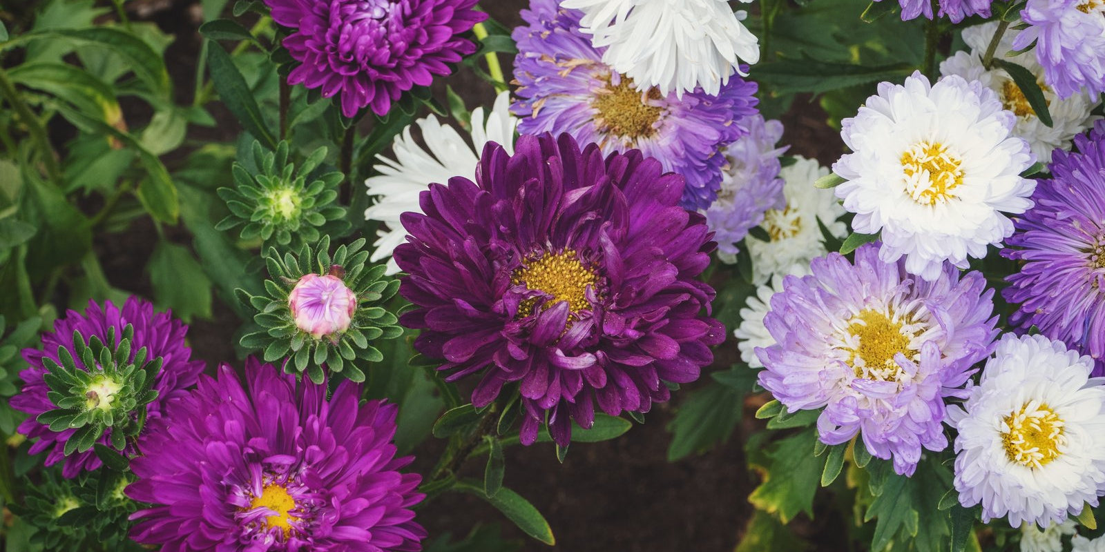 How to Grow Asters in Australia