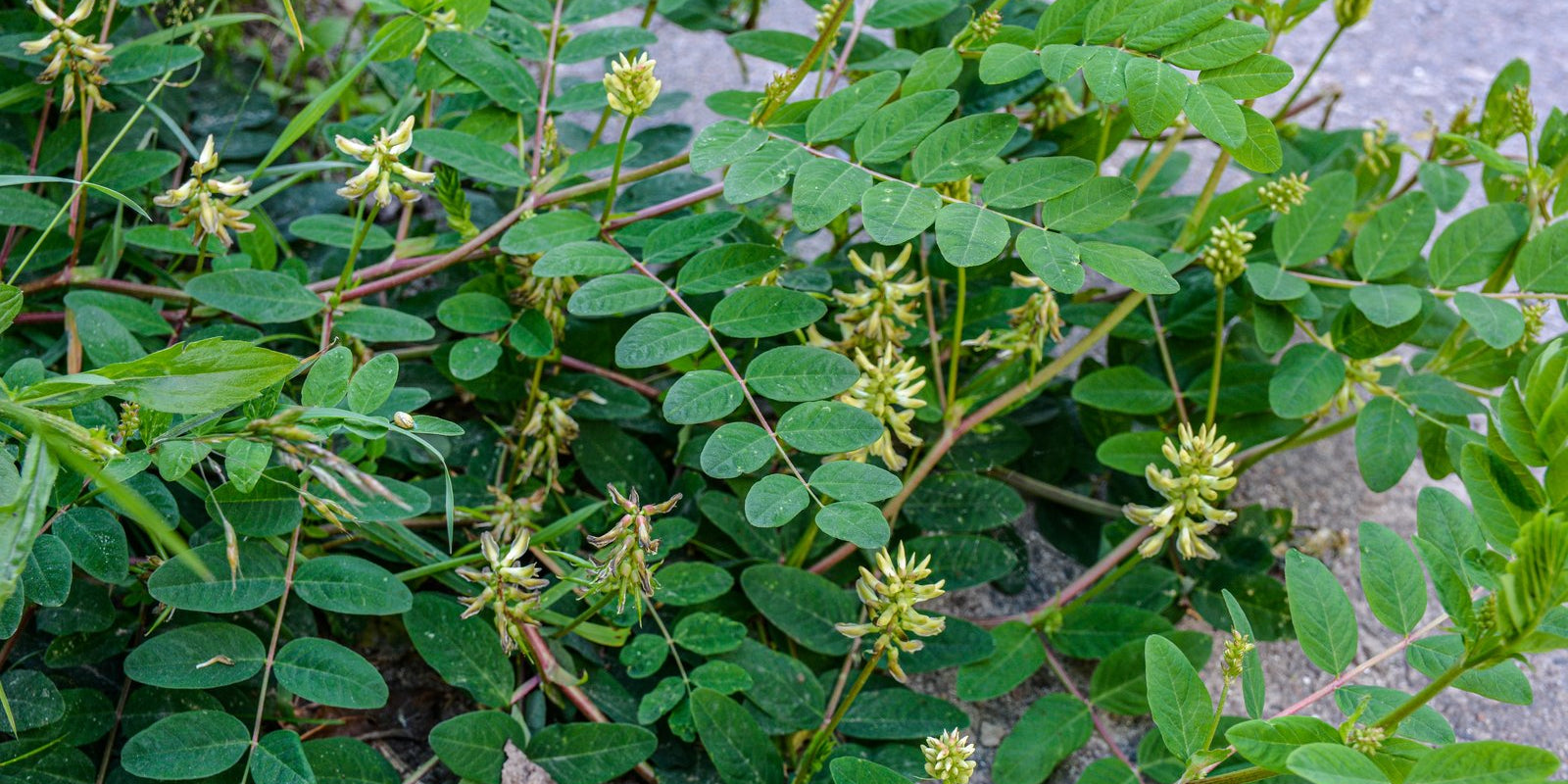 How to Grow Astragalus in Australia