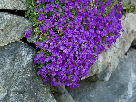 Aubretia