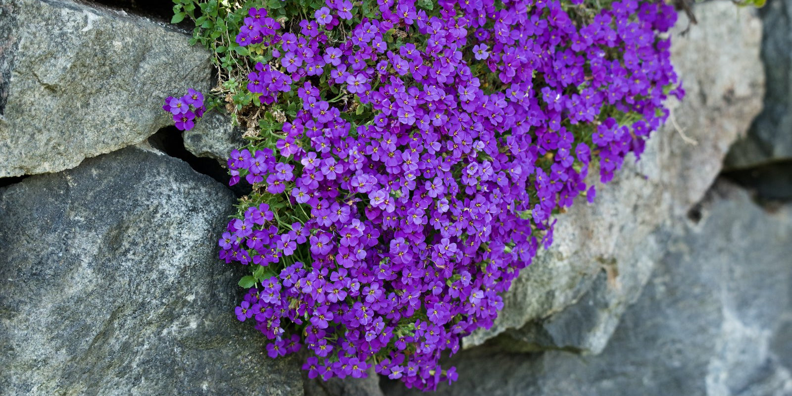 How to Grow Aubretia in Australia