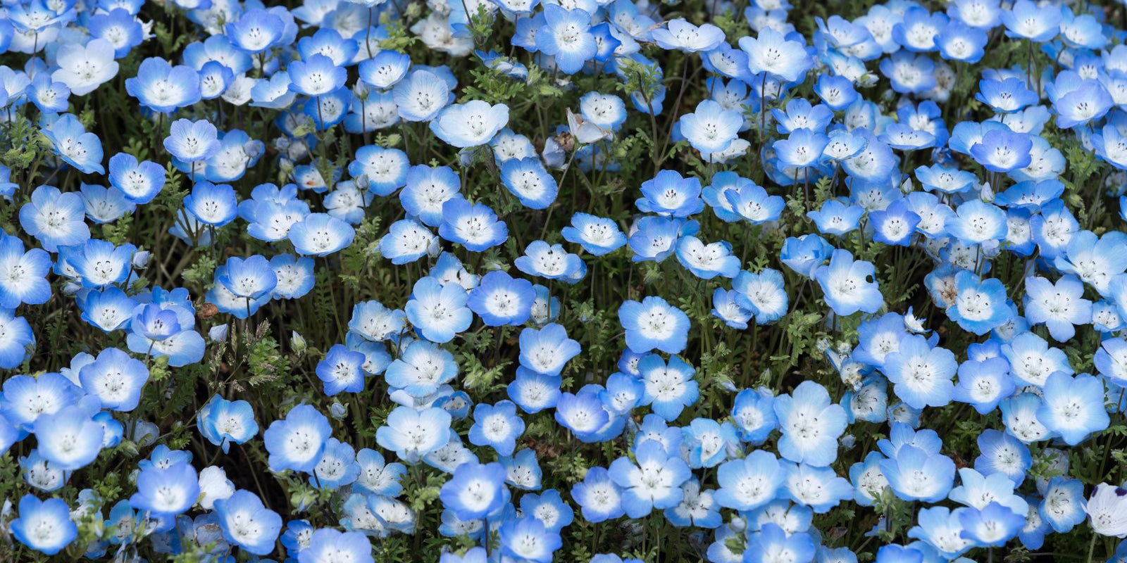 How to Grow Baby Blue Eyes in Australia