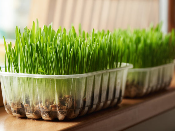 Barley Grass