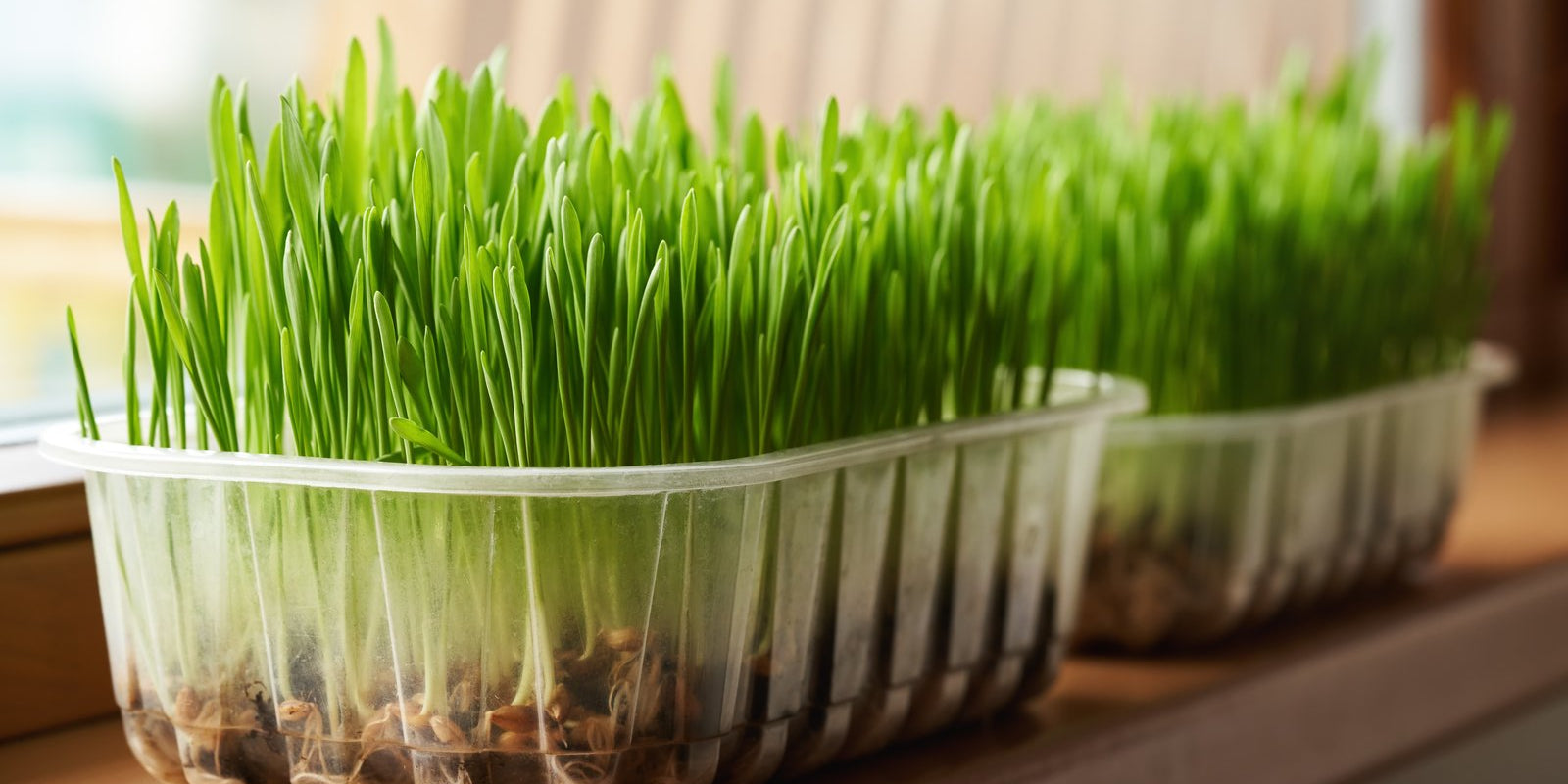 How to Grow Barley Grass in Australia