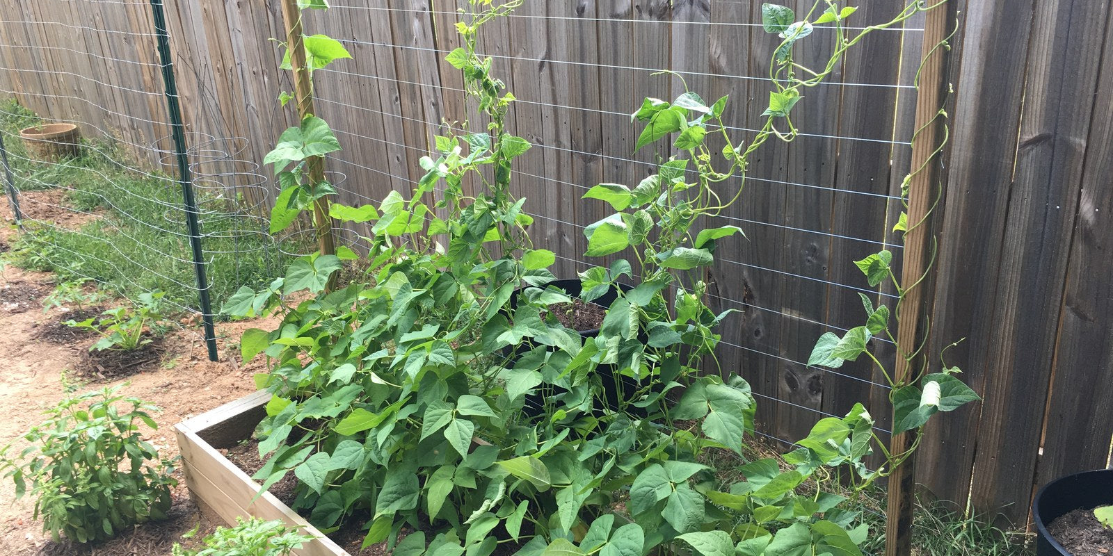 How to Grow Beans in Australia