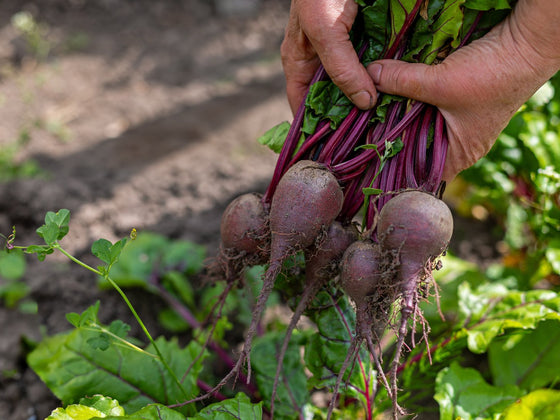 Beetroot