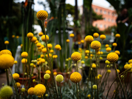 Billy Buttons