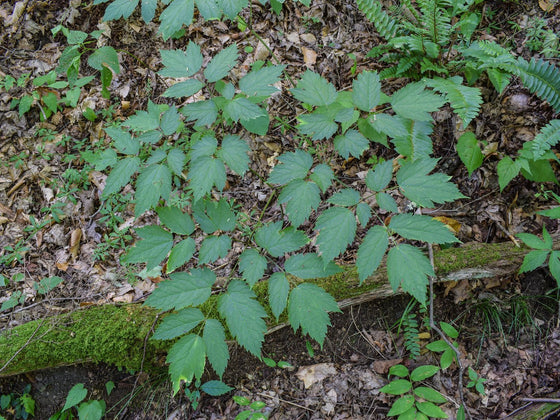 Black Cohosh