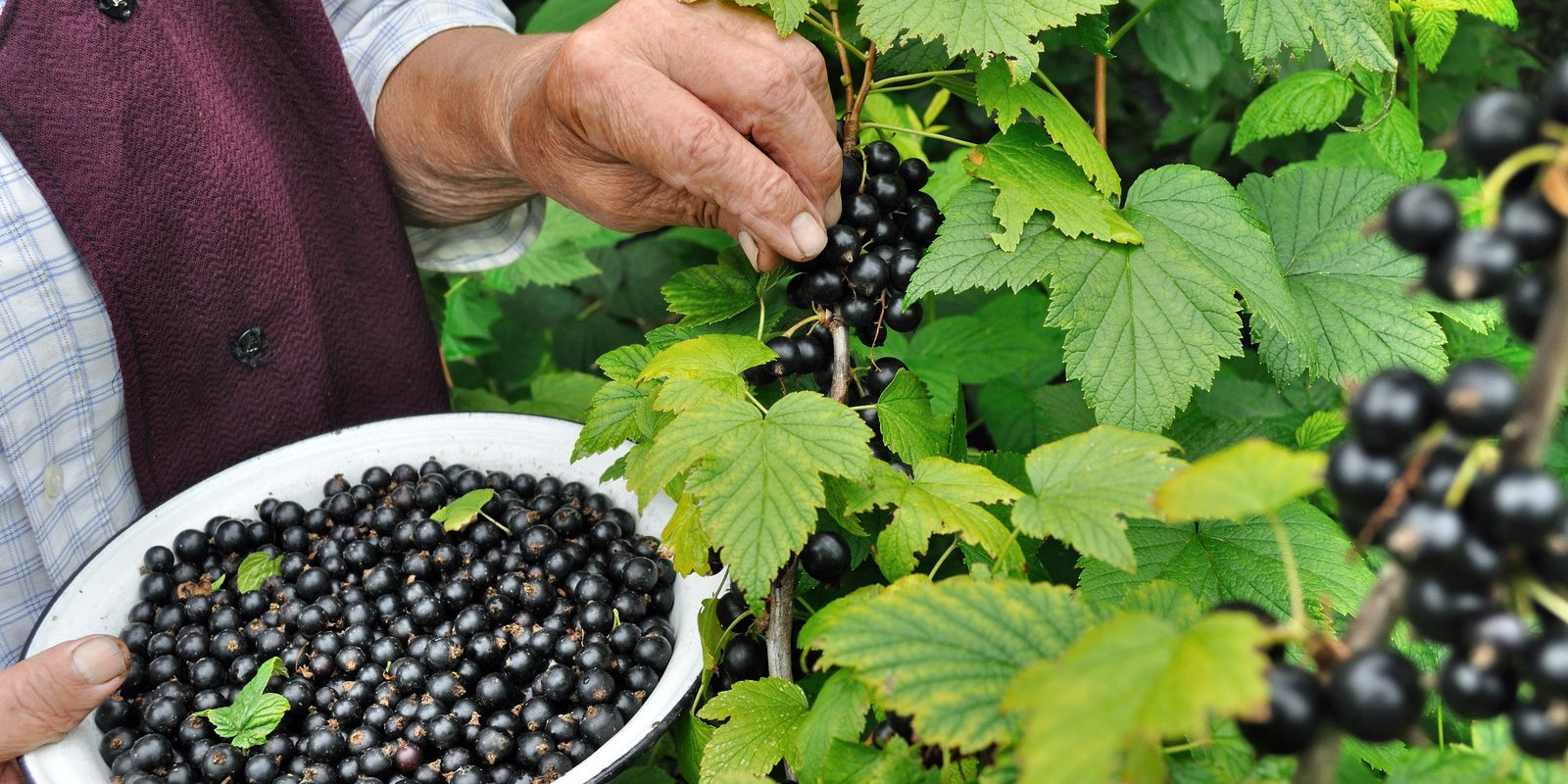 How to Grow Black Currants in Australia