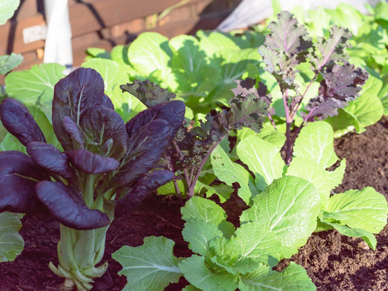 Bok Choy