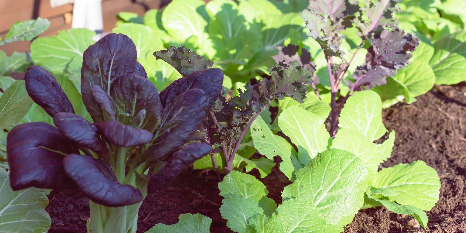 How to Grow Bok Choy in Australia