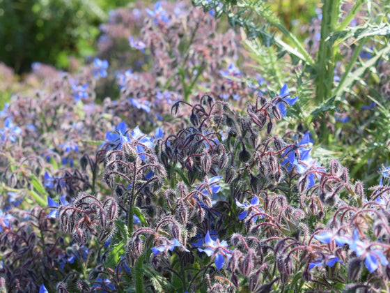 Borage