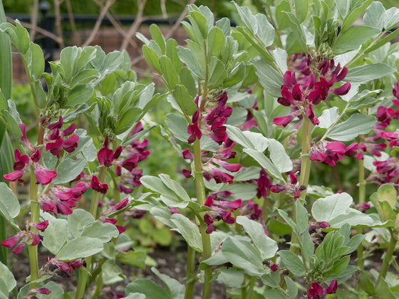 Broad Bean