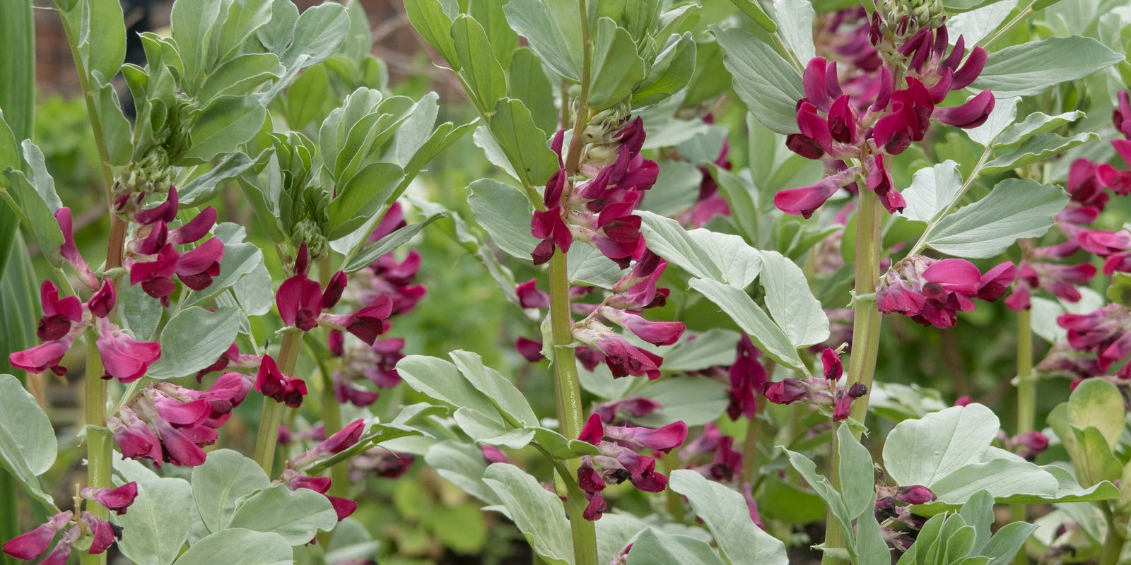 How to Grow Broad Beans in Australia