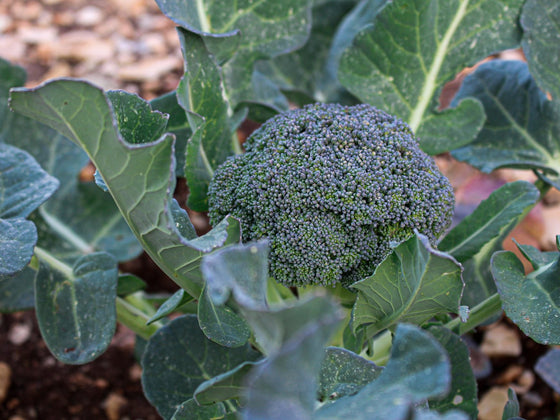 Broccoli