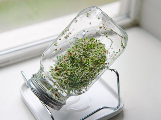 Broccoli Sprouts