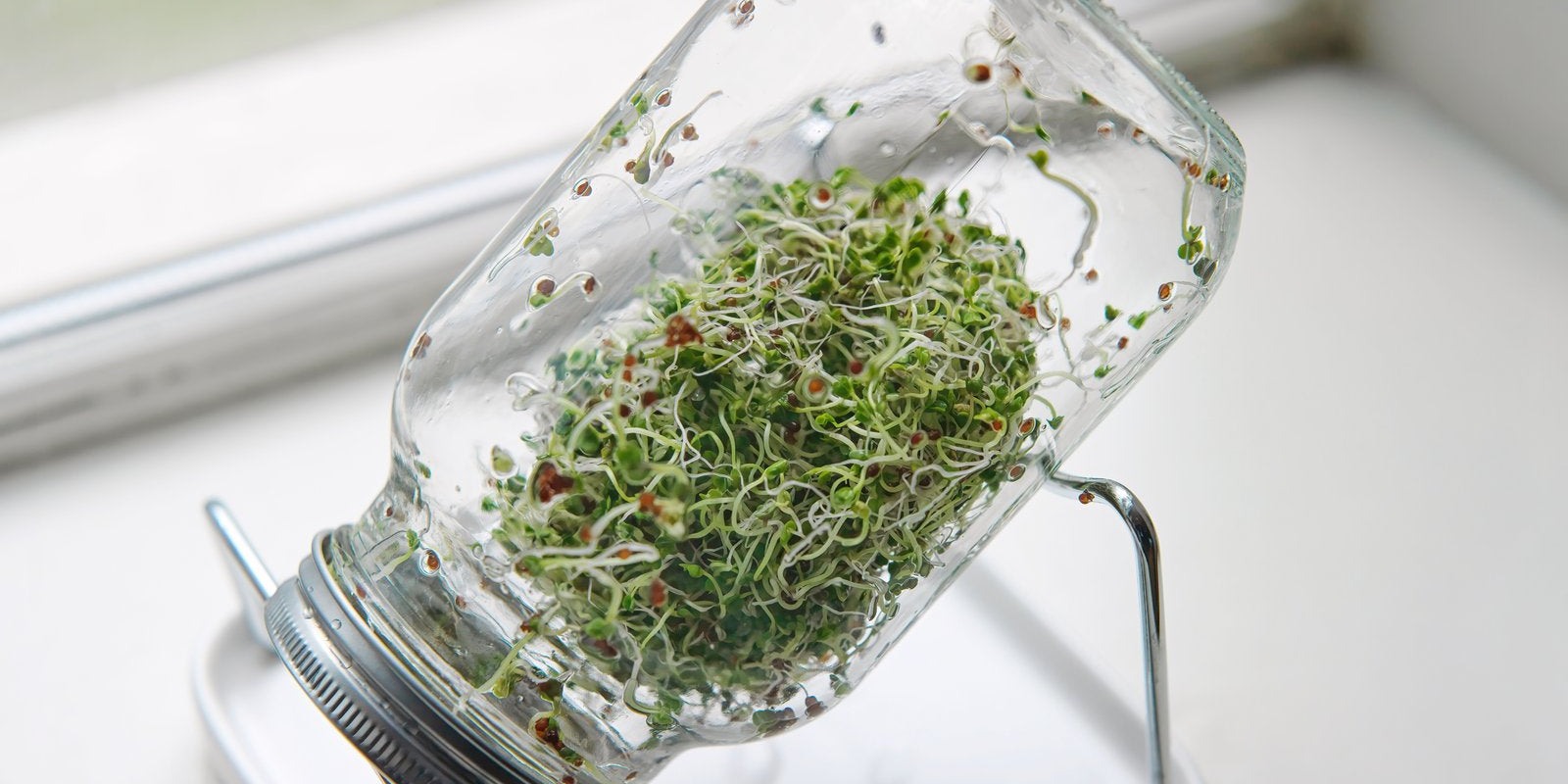 How to Grow Broccoli Sprouts in Australia