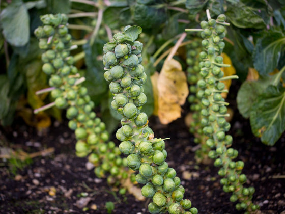 Brussels Sprouts