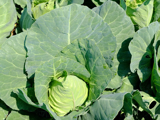 Cabbage