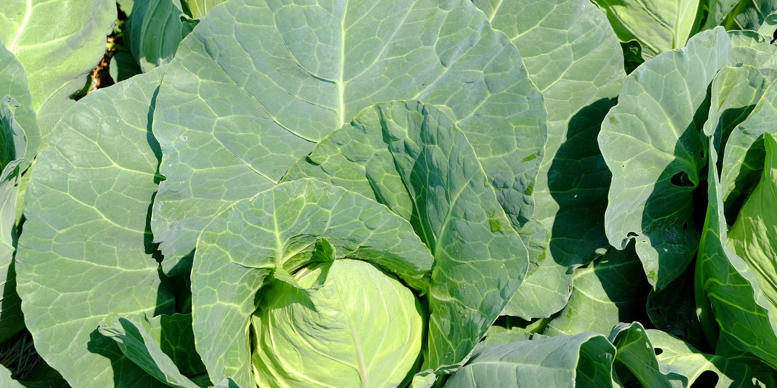 How to Grow Cabbages in Australia