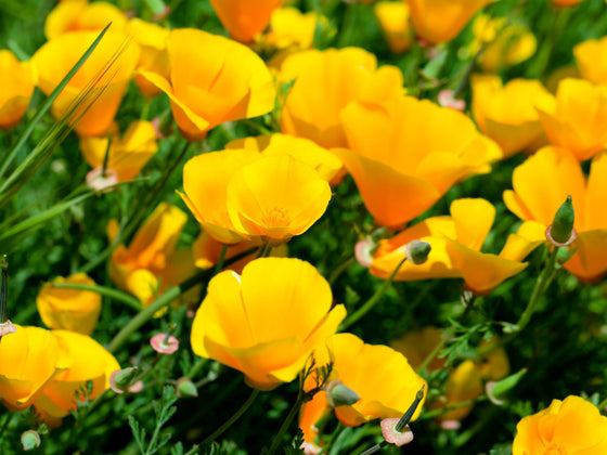 Californian Poppy