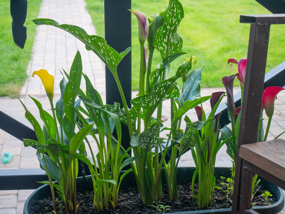Calla Lily