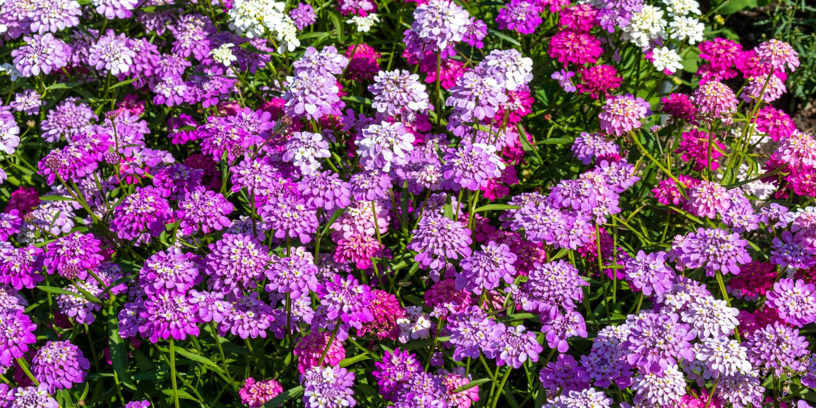 How to Grow Candytuft in Australia