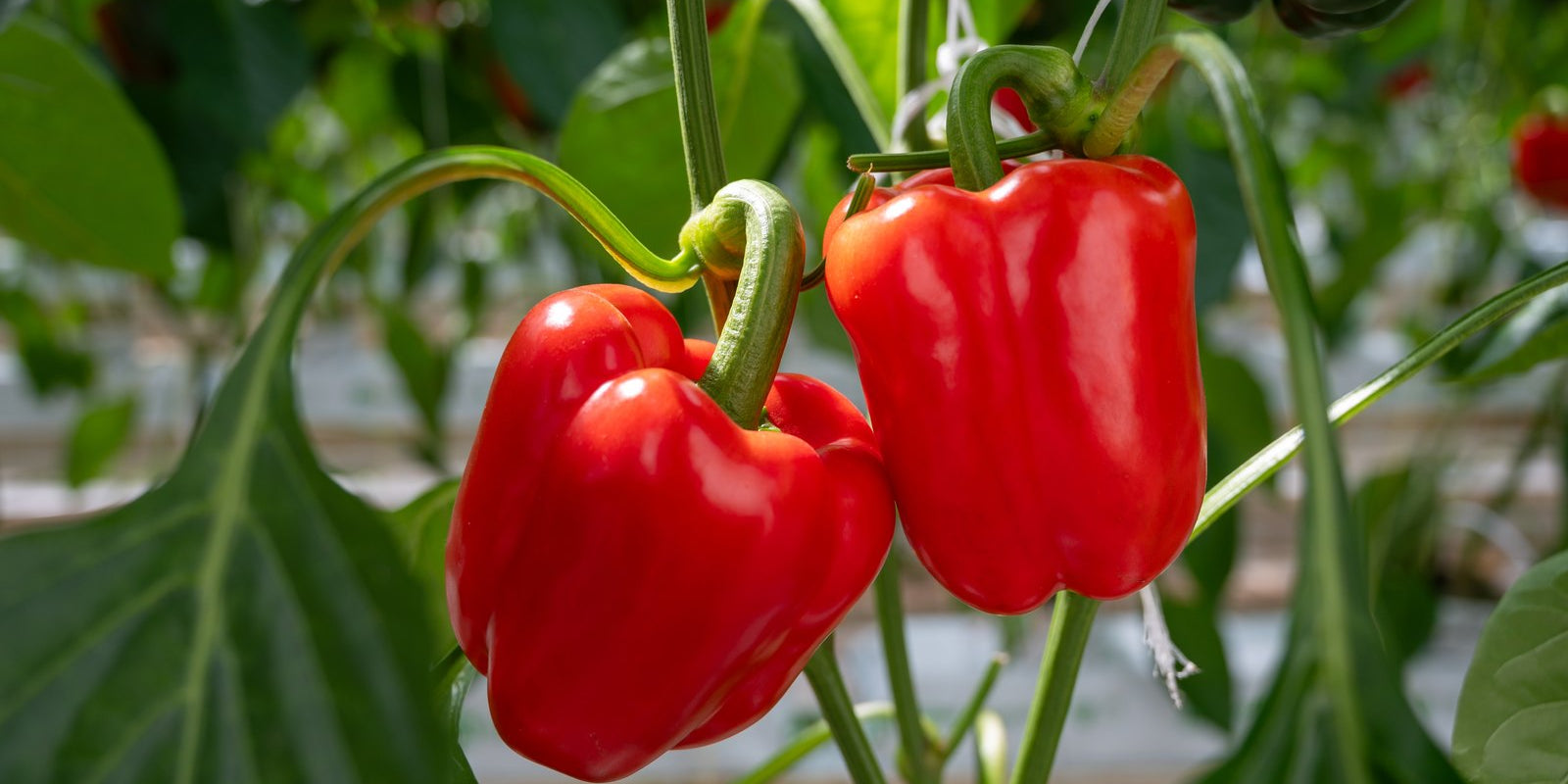 How to Grow Capsicums in Australia