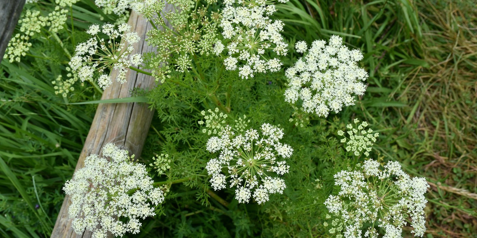 How to Grow Caraway in Australia