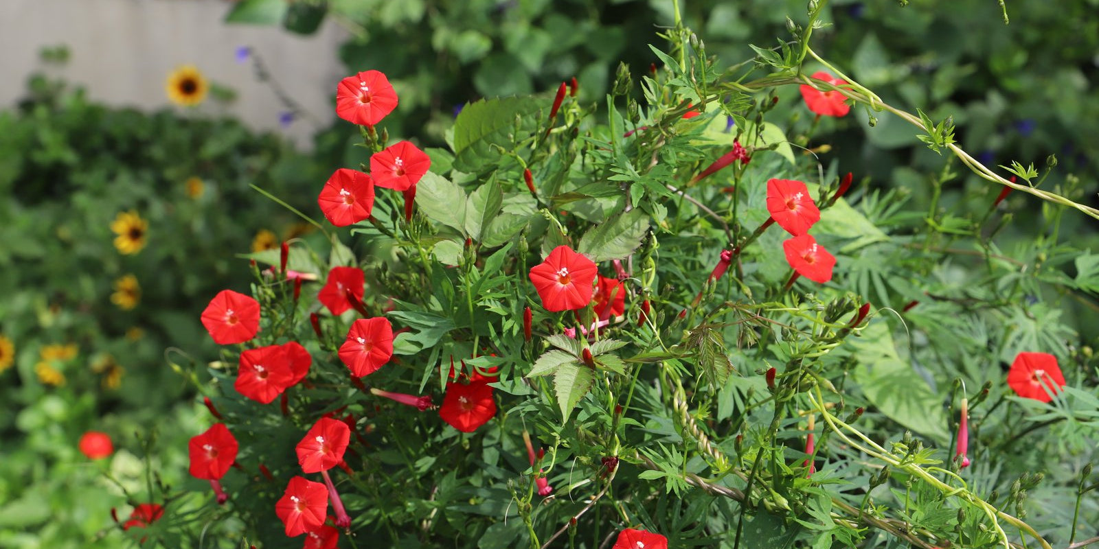 How to Grow Cardinal Climber in Australia
