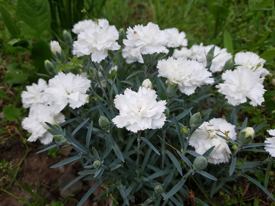 Carnation