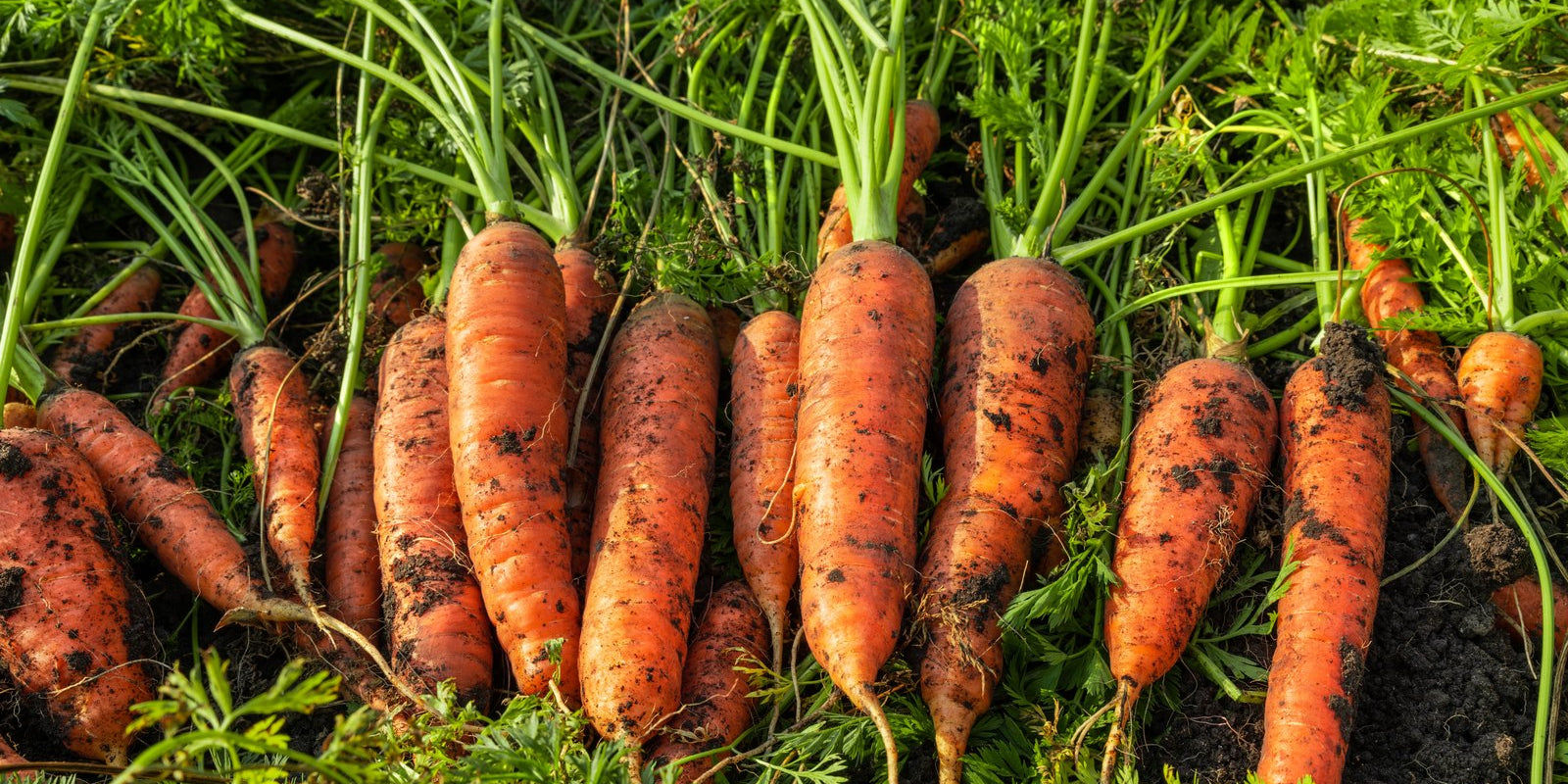 How to Grow Carrots in Australia