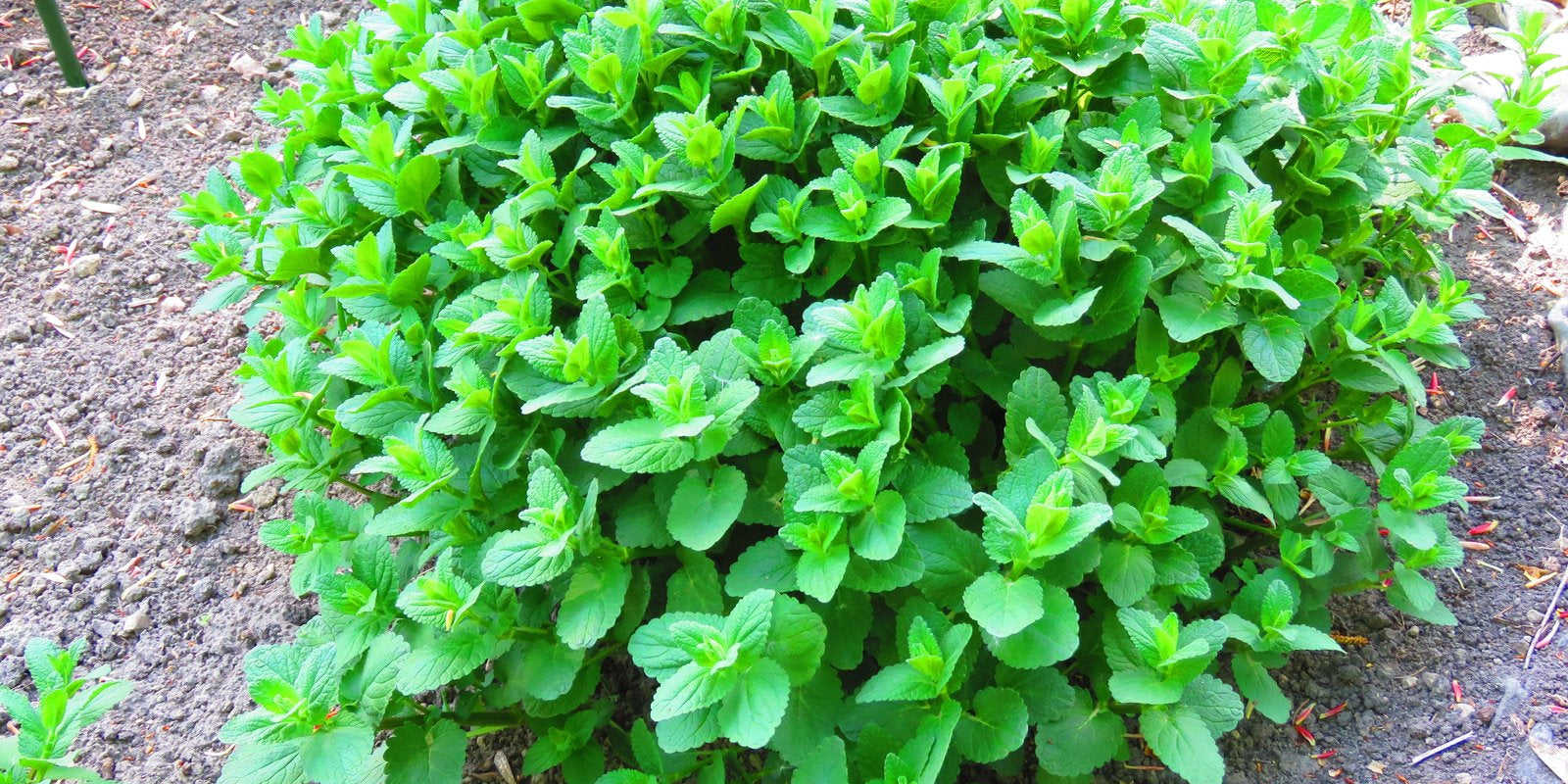 How to Grow Catnip in Australia