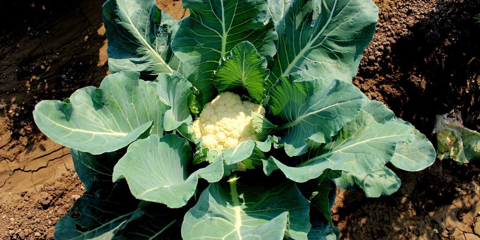 How to Grow Cauliflowers in Australia