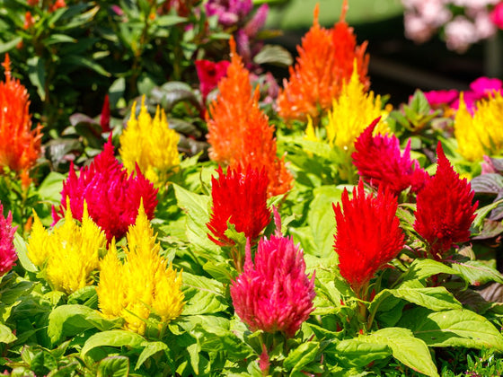 Celosia