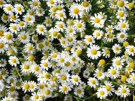 Chamomile