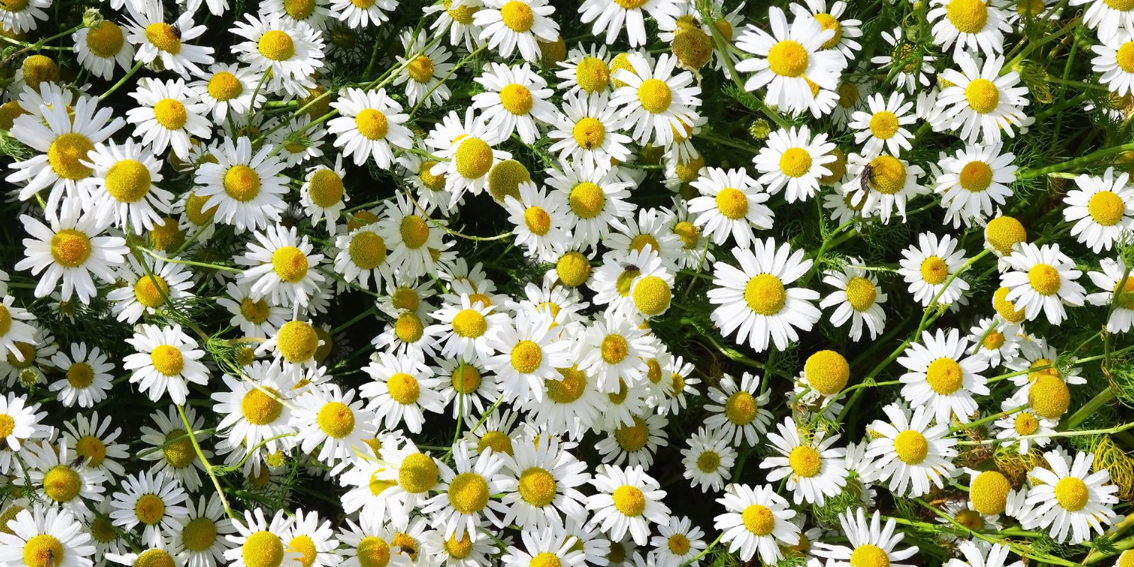 How to Grow Chamomile in Australia
