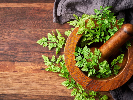 Chervil