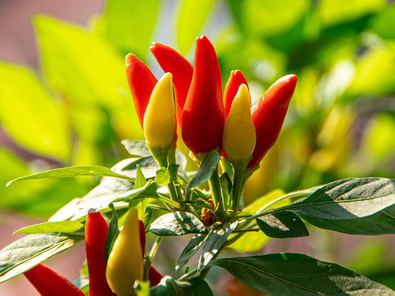 Chilli