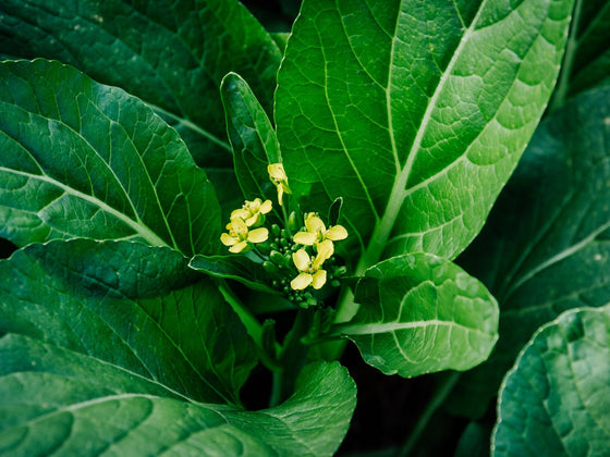 Choy Sum
