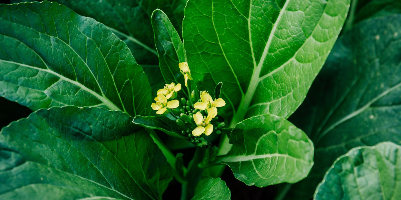 How to Grow Choy Sum in Australia