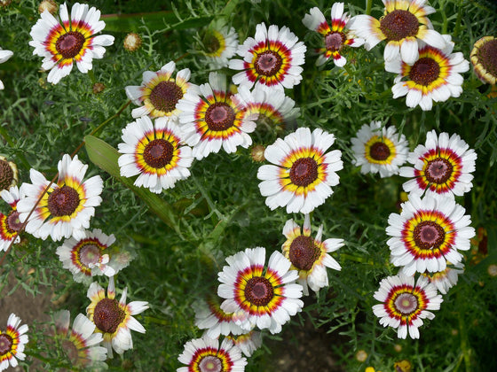 Chrysanthemum