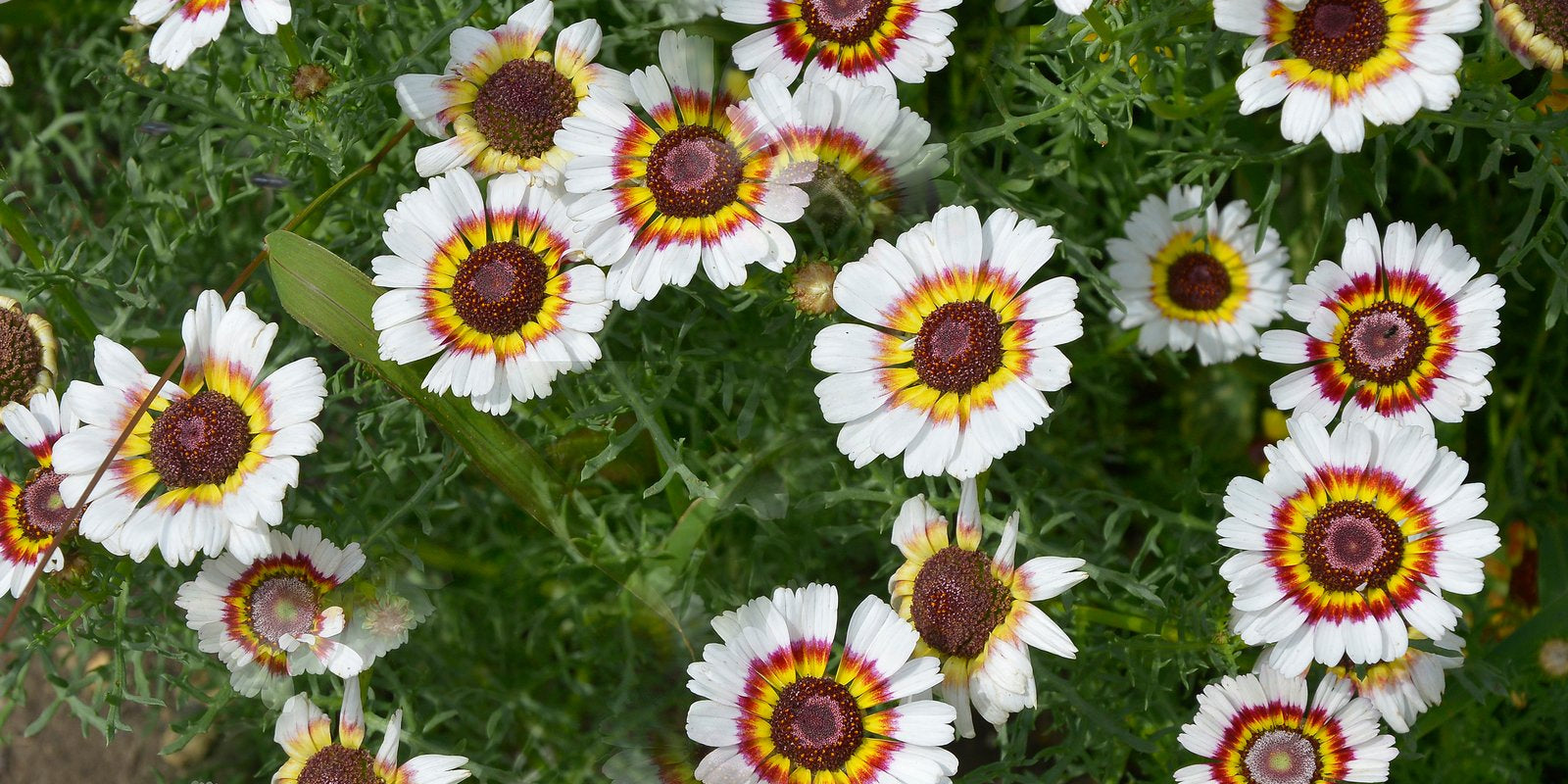 How to Grow Chrysanthemums in Australia