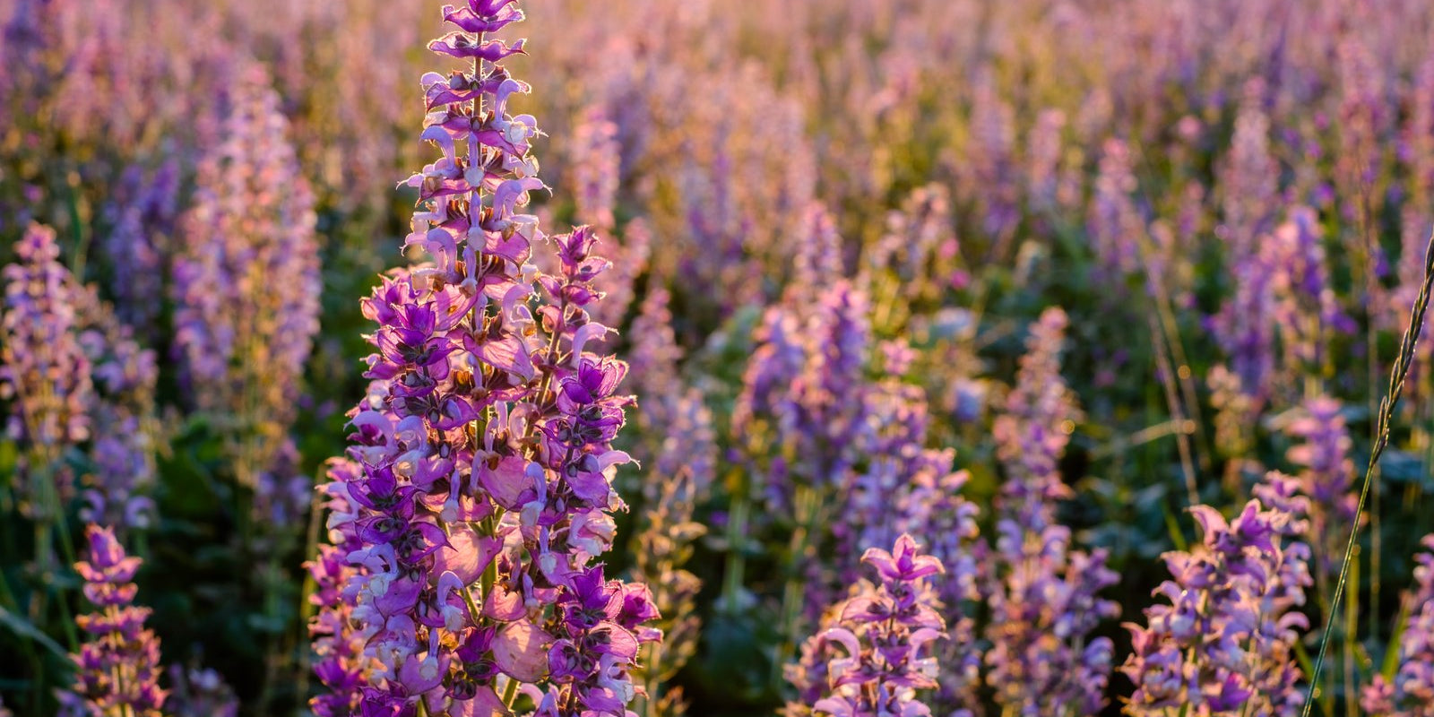 How to Grow Clary Sage in Australia