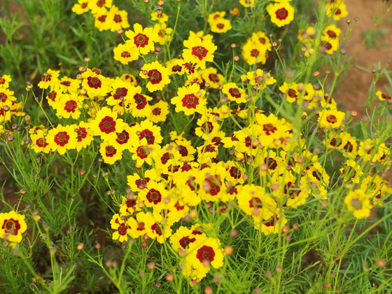 Coreopsis