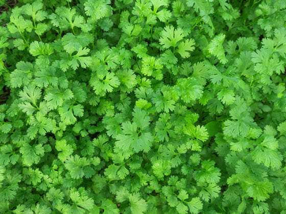 Coriander