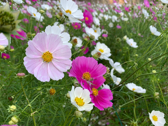 Cosmos