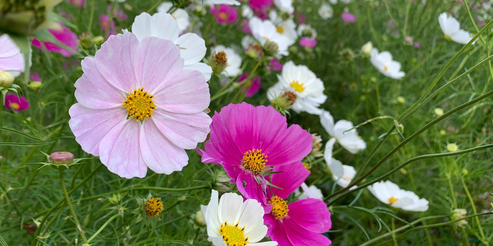How to Grow Cosmos in Australia