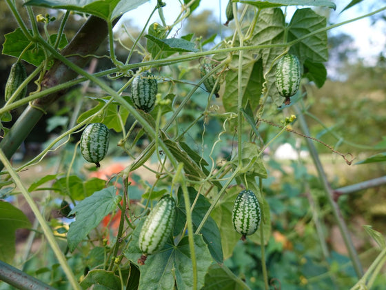 Cucamelon