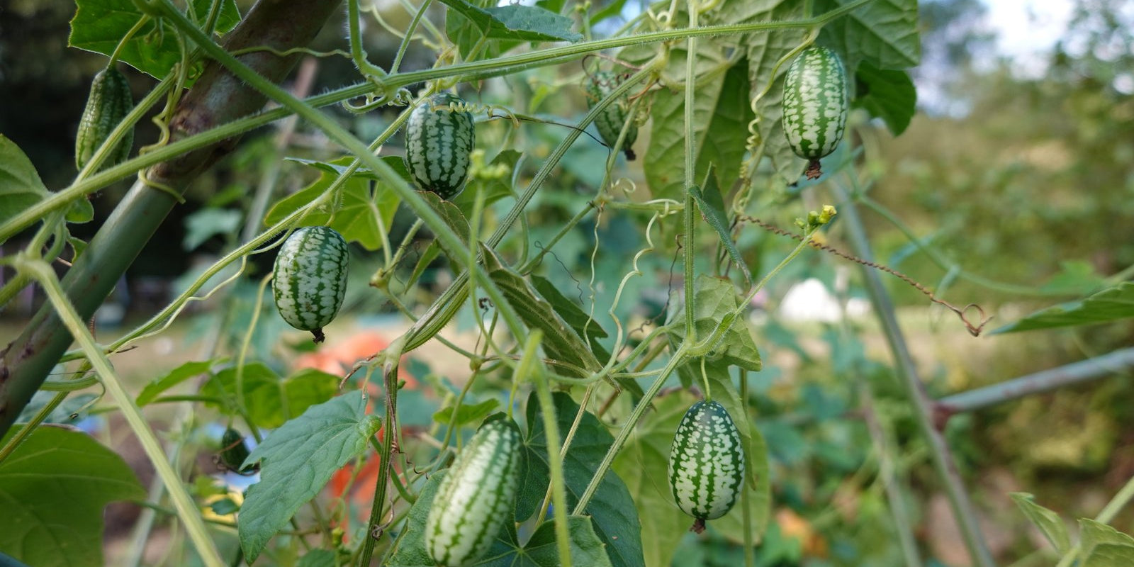 How to Grow Cucamelons in Australia